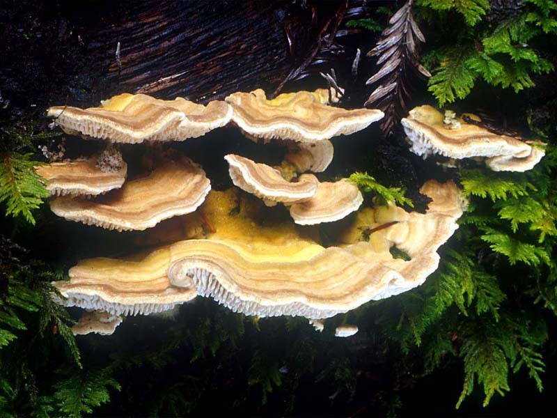 Lenzites betulina